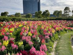 -春花秋色城市公园