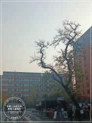 -首都儿科研究所附属儿童医院
