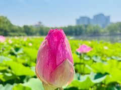 -莲花池公园