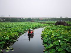 -荷塘月色湿地公园·向阳花洲