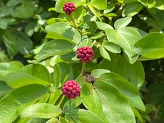 -中国科学院华南植物园