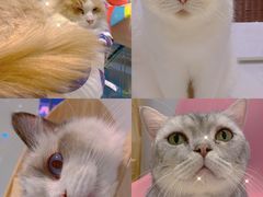 -momokira米努特·德文卷毛猫·棉花面纱犬