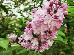 -陕西省西安植物园