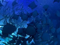 -珠海长隆海洋王国