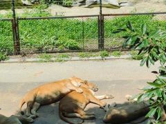 -大连森林动物园