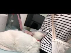 -宠福鑫康馨动物医院·骨科·眼科