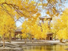 -金塔沙漠胡杨林景区