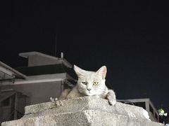 -猫岛主趣味餐厅(鼓浪屿店)