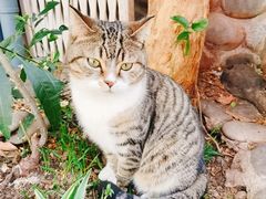 -喵屿·大理花园猫咖