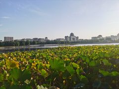 -莲花池公园