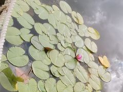 -群力丁香公园