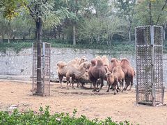 -石家庄市动物园