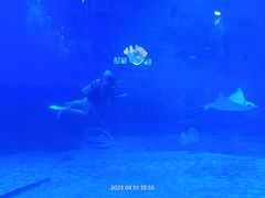 -烟台海昌鲸鲨海洋公园