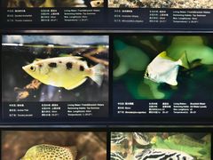 -上海海洋水族馆