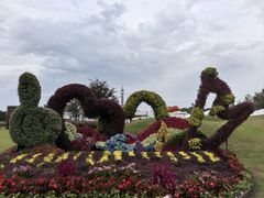 -荷兰花海