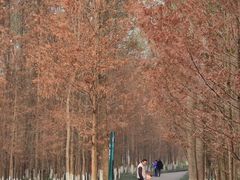 -桤木河湿地公园