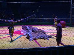 马戏表演-西安秦岭野生动物园