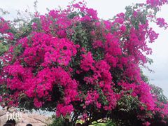-芽庄大教堂