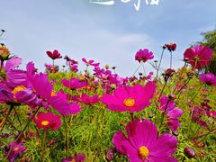 -大召寺明清一条街