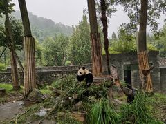 -都江堰中华大熊猫苑