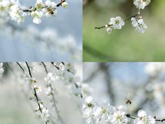 -广州市流溪河国家森林公园