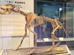 -北京周口店北京人遗址博物馆