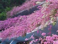 -深圳仙湖植物园