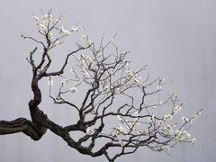 -杭州植物园