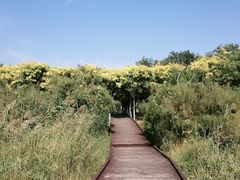 -西青郊野公园