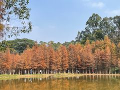 -番禺大夫山森林公园