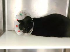 -萌兽医馆·犬猫专科·眼科中心·宠物医院(朝阳门分院)