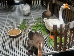 -优之名鹅城
