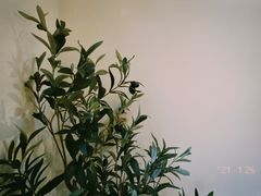 -奈诺甜品·生日蛋糕·下午茶(古城店)