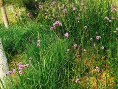 -瑶湖郊野森林公园