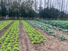 -前小桔亲子创意农场·草莓采摘·露营烧烤