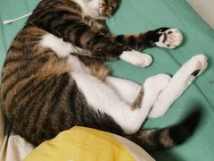 -宠爱国际动物医院· 猫科· 外科·中兽医(长白店)