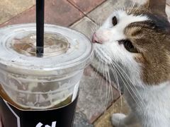 香茅柠檬茶-方腻·3平方柠檬茶