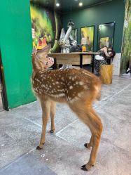 -神奇动物撸宠馆·羊驼·小浣熊·异宠(豫园店)