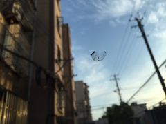 iphone_upload_pic-鲨鱼皮汽车凹陷玻璃修复(静安店)