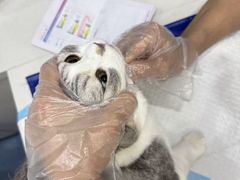 -博特宠物医院24h犬猫全科.骨科·异宠