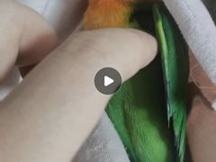 -青石桥花鸟鱼虫市场(叠翠城店)