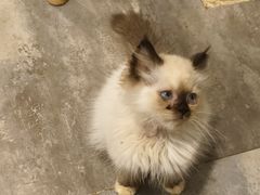 -楼上猫咖(罗湖店)