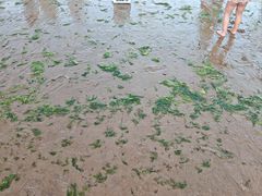 -青岛第三海水浴场