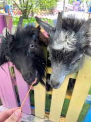 -萌宠亲子动物乐园(槐房万达店)