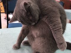 -鼓捣猫呢主题猫咖店
