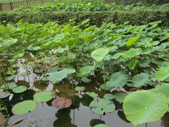 -保利石象湖景区