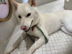 -柴务处·柴犬主题狗咖