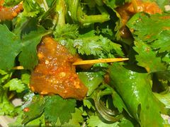 香菜牛肉-四小区火锅·巷子里的重庆火锅(花照壁店)