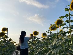 -光明小镇欢乐田园