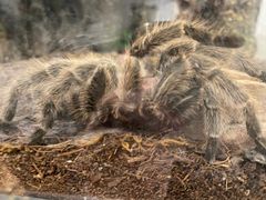 -酷以爬仙阁实体爬宠店·守宫·蜥蜴·专业繁育